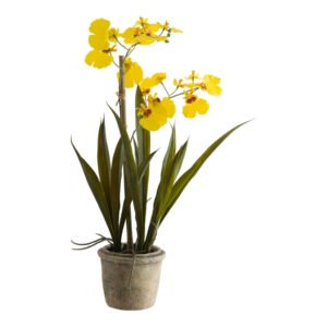 YELLOW ONCIDIUM IN POT 43CM