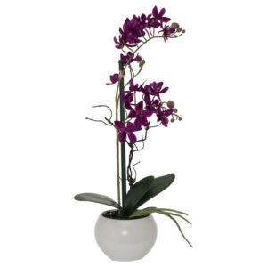 Burgundy Orchid