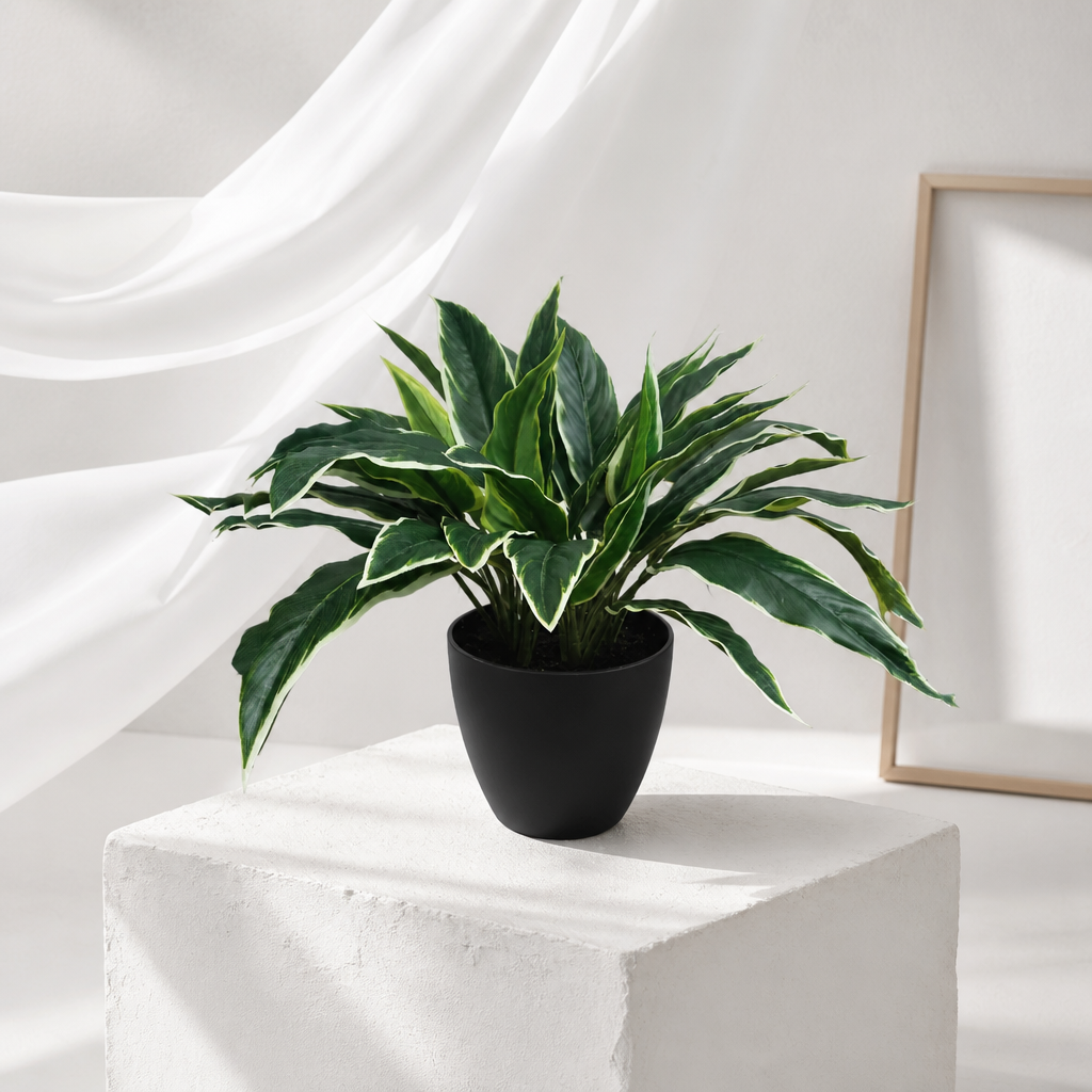 Potted Rohdea Plant