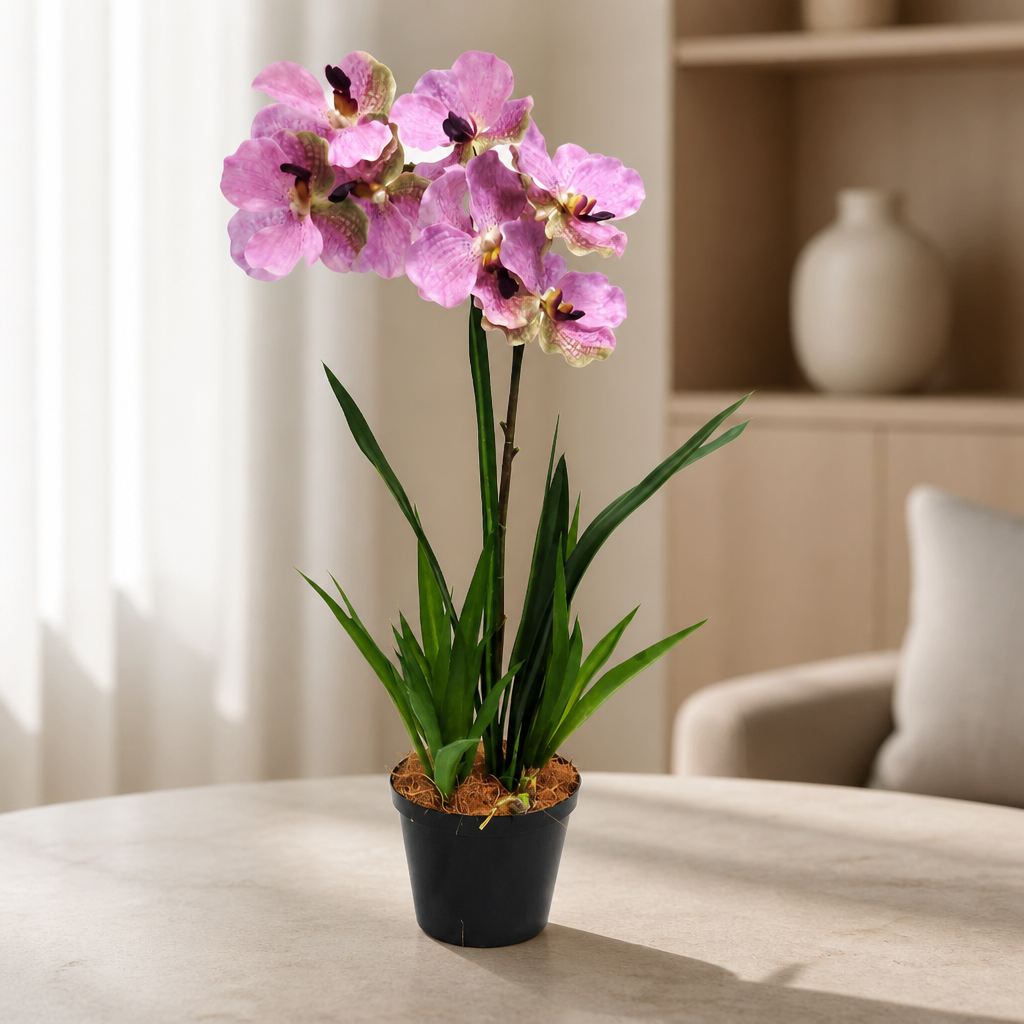 Vanda Orchid Mauve