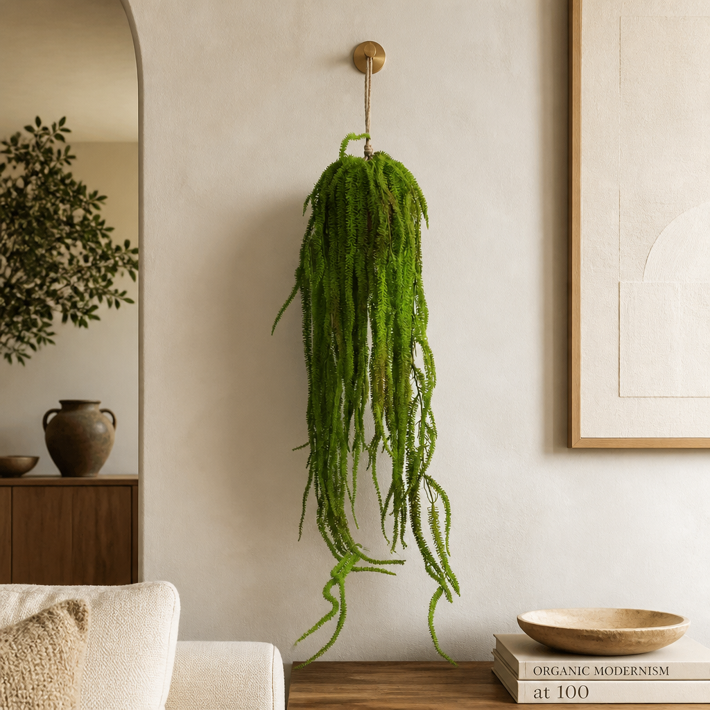 Tassel Fern / Medusa Plant Ball